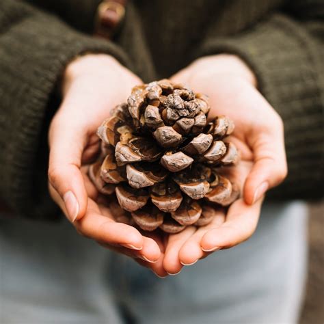 Premium Photo Woman Holding Pine Cone In Nature