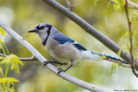 Interesting facts about blue jays | Just Fun Facts