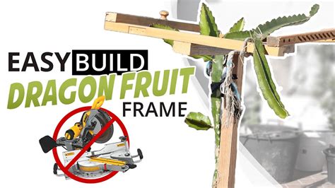 Easy Peasy Dragon Fruit Frame For Your Plant No Fuss Pitaya Trellis