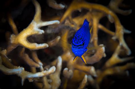 Beautiful Colorful Tropical Saltwater Damselfish Damsel Fish Stock ...