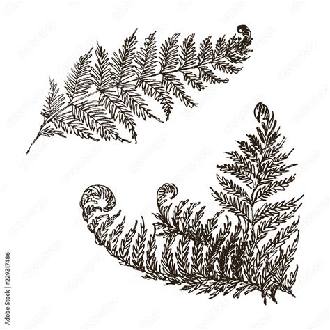 Fern Botanical Drawing