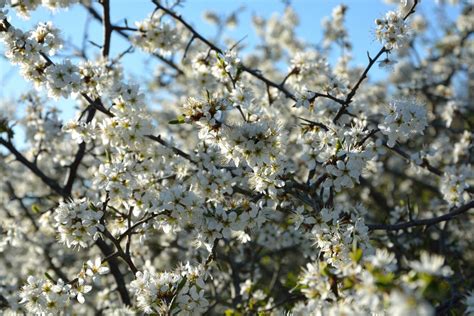 Free Images Tree Branch Fruit Flower Food Spring Produce