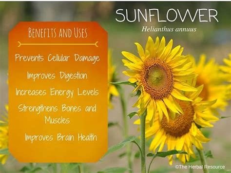 Sunflower - Benefits and Uses of Its Seed and Petals