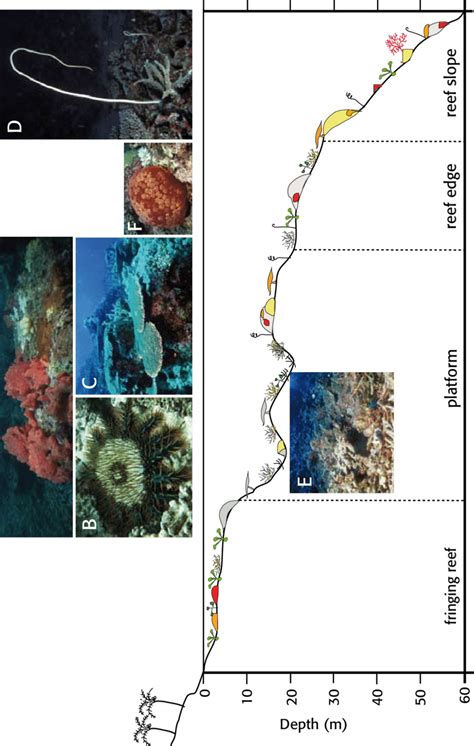 Schematic Diagram Of The Topography And Reef Communities Of An Outer Download Scientific