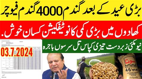 Wheat Price Today In Pakistan Gandam Rate Today Wheat Price Today In