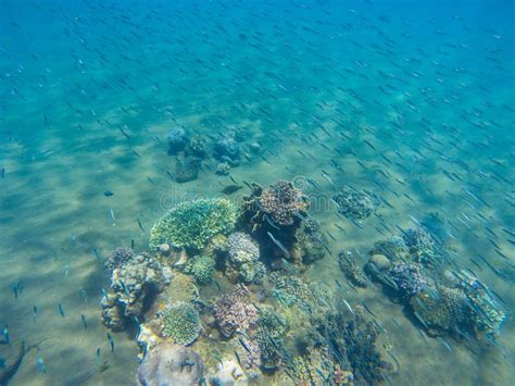 Paisagem Submarina O Banco De Areia Dos Peixes Da Sardinha E O