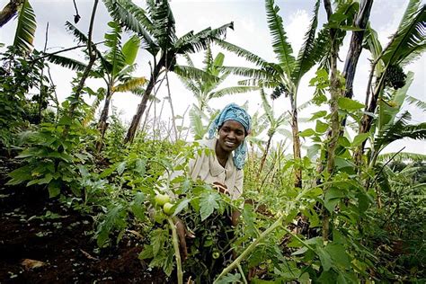 Jobs für Afrika Erneuerbare Energien Agrarwirtschaft und