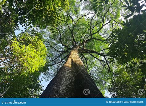 Greenery View At Hill Station Royalty Free Stock Photo Cartoondealer