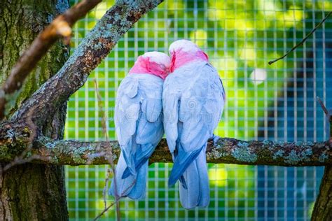 Colorful Parrot Macaw At Local Zoo Exotic Birdstropic Stock Image