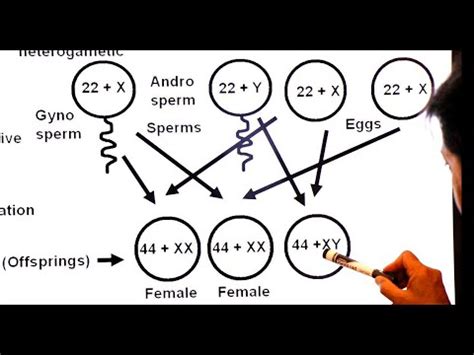 Inter Chapter 8 Variation And Genetics Part 22 Mechanism Of Sex