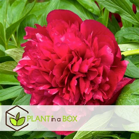 Plant In A Box Paeonia Officinialis Kaufland De