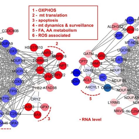 Interaction Network Based On Mitochondria−specific Proteins