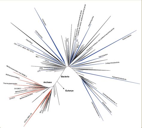 Phylogenetic Tree Of Archaea And Bacteria Based On 16s Rrna Gene