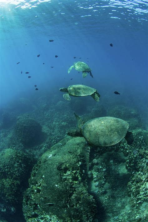 Green Sea Turtles Over Coral Reef Photograph by Animal Images - Fine ...