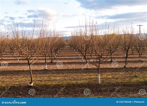 Naked Orchard Trees Landscape In Oregon Usa Stock Photo Image Of