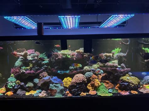 Extraordinary Reef Tank With Atlantik ICon And OR3 LED Bars