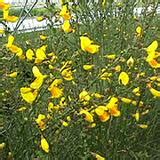 Herbs-Treat and Taste: BROOM PLANT: HISTORY, MEDICINAL USES, BENEFITS ...