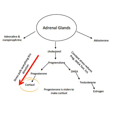 Is The “cortisol Steal” Real How Stress Messes Up Your Hormones