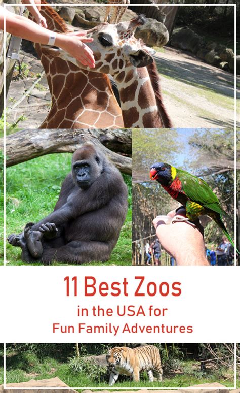 Top 11 Best Zoos in the USA for Fun Family Adventures