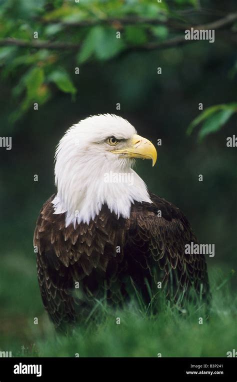 American Bald Eagle Haliaeetus Leucocephalus North America Stock Photo