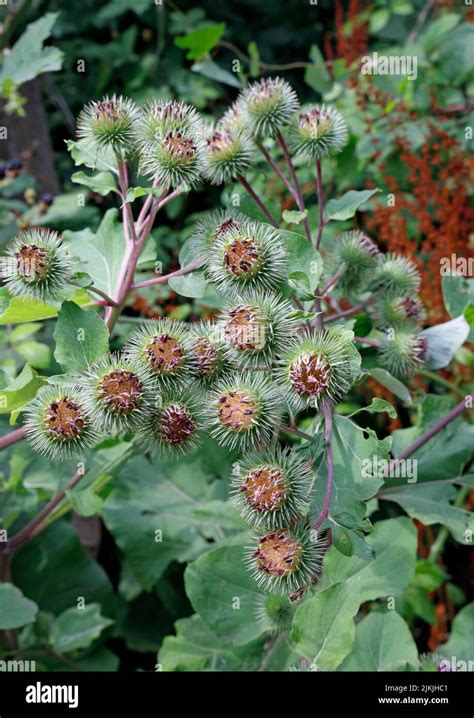 Burdock Arctium Lappa Stock Photo Alamy