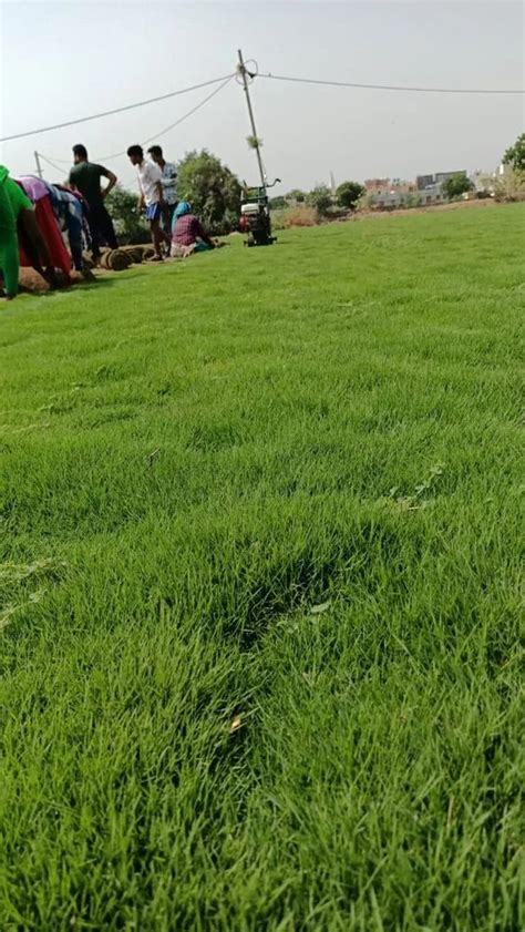 Natural Green Nilgiri Grass Carpet At Rs Sq Ft Natural Grass In