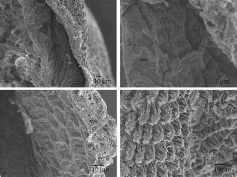 SEM Images Of The Cuticular Structures Of Micropterix Calthella