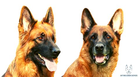 German Shepherd Ears Chart: 12 Different Shapes | Anything German Shepherd