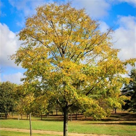 Orme Accolade Un Arbre Pour Mon Quartier