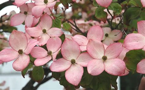 Zone 5 & 6 Flowering Shrubs