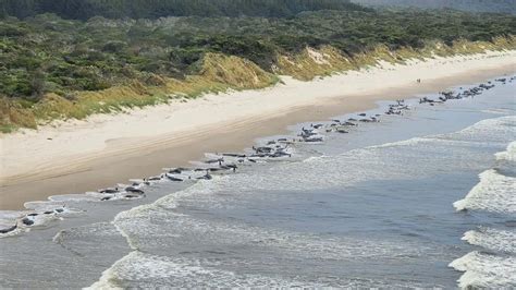 Peste De Balene Au E Uat De A Lungul Coastei De Vest A Tasmaniei