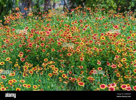 Firewheel A K A Indian Blanket Gaillardia Pulchella Crystal River