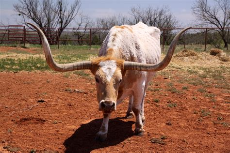 Why Was Texas Longhorn Cattle Banned From Kansas