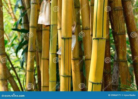 Floresta De Bambu Amarela Imagem De Stock Imagem De Planta