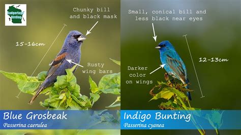 Id Tips Blue Grosbeak Vs Indigo Bunting Youtube