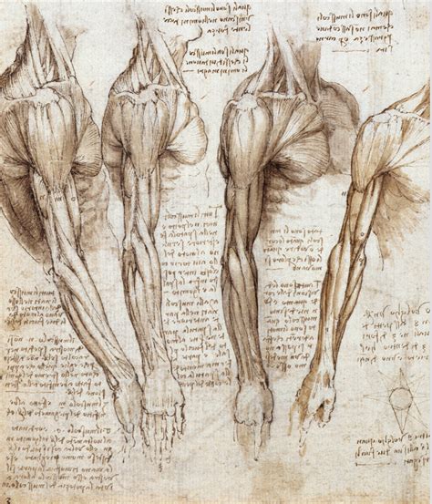 Leonardo anatomy-2 – The Painting School of Montmiral