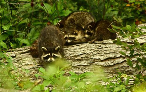 Raccoon Facts Animal Facts Encyclopedia