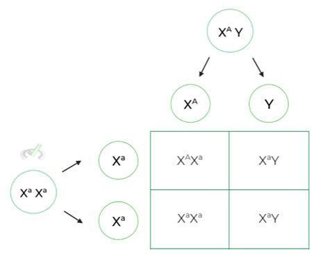 Mendelian Genetics Sex Linked Genes On The Mcat Medlife Mastery