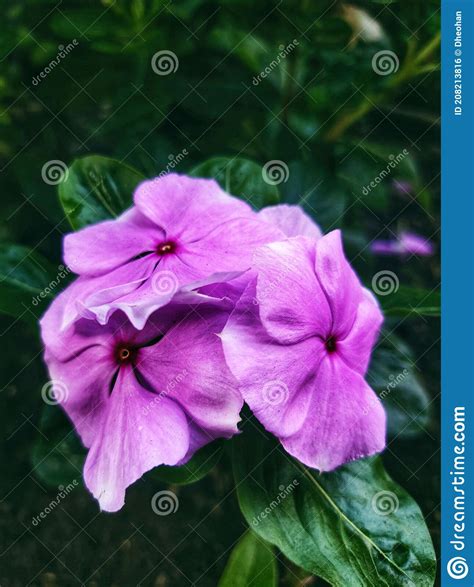 Three Beautiful Pink Flowers Stock Photo Image Of Produce Lilac