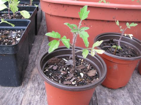 21 Container Vegetable Gardening Tips