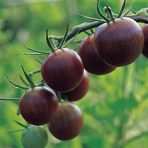 Black Cherry Tomato Plant - Schaefer Greenhouses