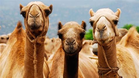 pendapat komisi fatwa mui soal hukum minum kencing unta