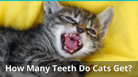 How Many Teeth Does An Adult House Cat Have