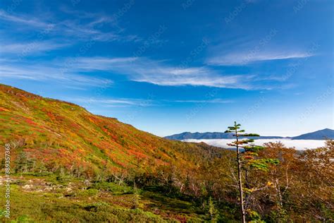 北海道・大雪山系の赤岳で見た、色鮮やかな銀泉台の紅葉と青空、迫り来る雲海 Stock 写真 Adobe Stock