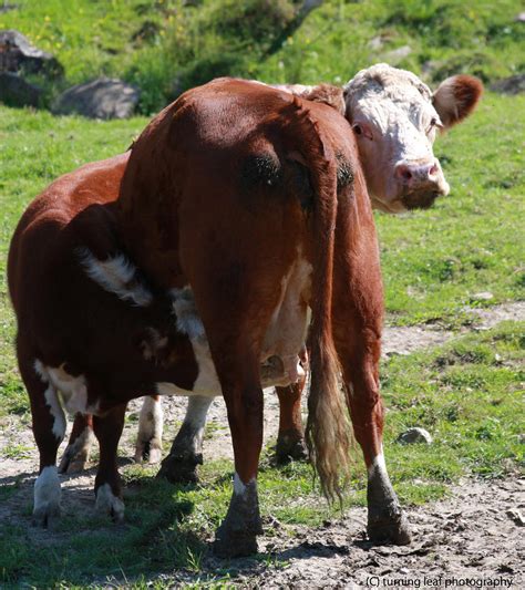 Cow Nursing Of Mom Photograph by Daniel Gilbert