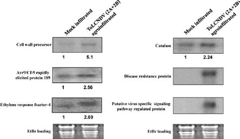 Northern Blot Hybridization Analysis Of Selected Transcripts In Mock