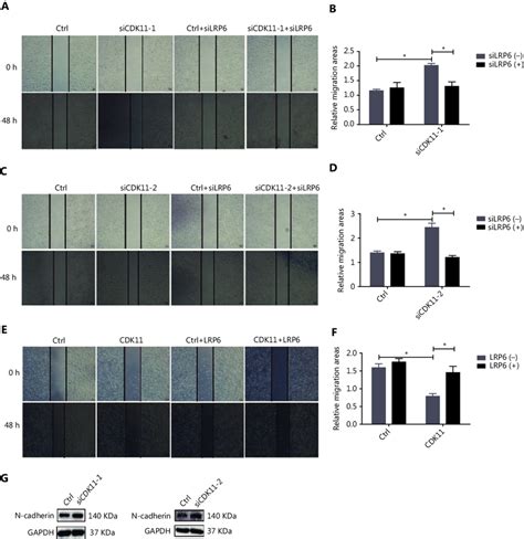 Cdk Depletion Promotes Migration Through Wnt Catenin Signaling