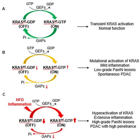 The Activation Of Kras Kirsten Rat Sarcoma 2 Viral Oncogene Homolog Download Scientific