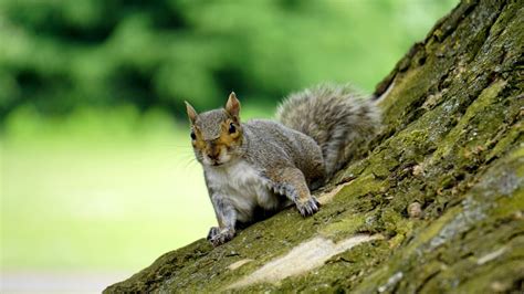 Squirrel Meat: Tasting, Cooking, and Buying