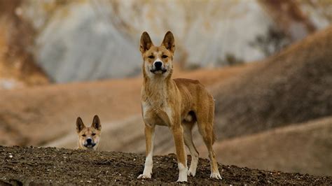 Pesticides To Blame For Bigger Dingoes